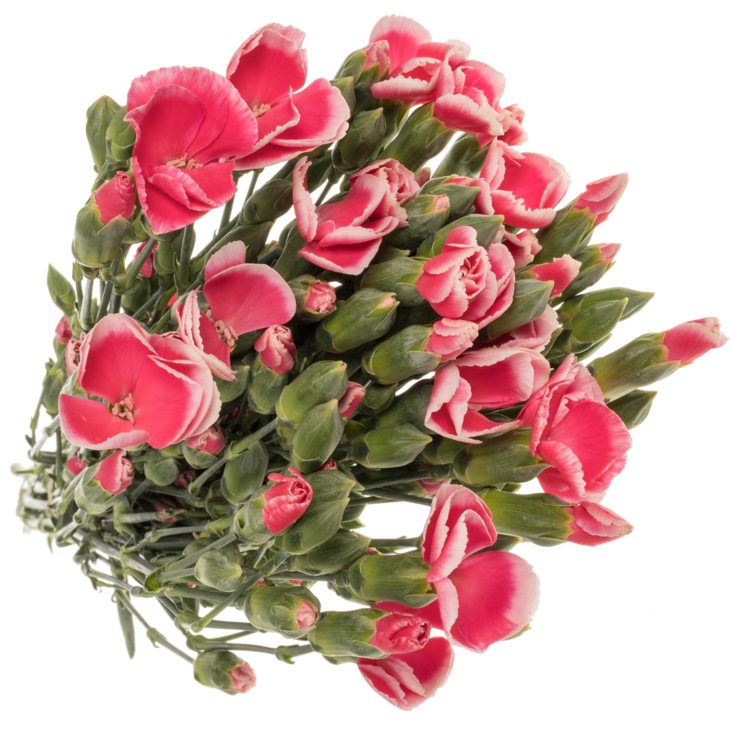 Mininelke rosa/rot Sabor Solomio 60cm
