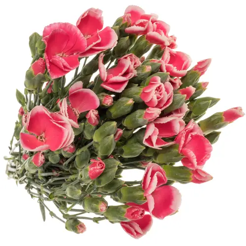 Mininelke rosa/rot Sabor Solomio 60cm X20