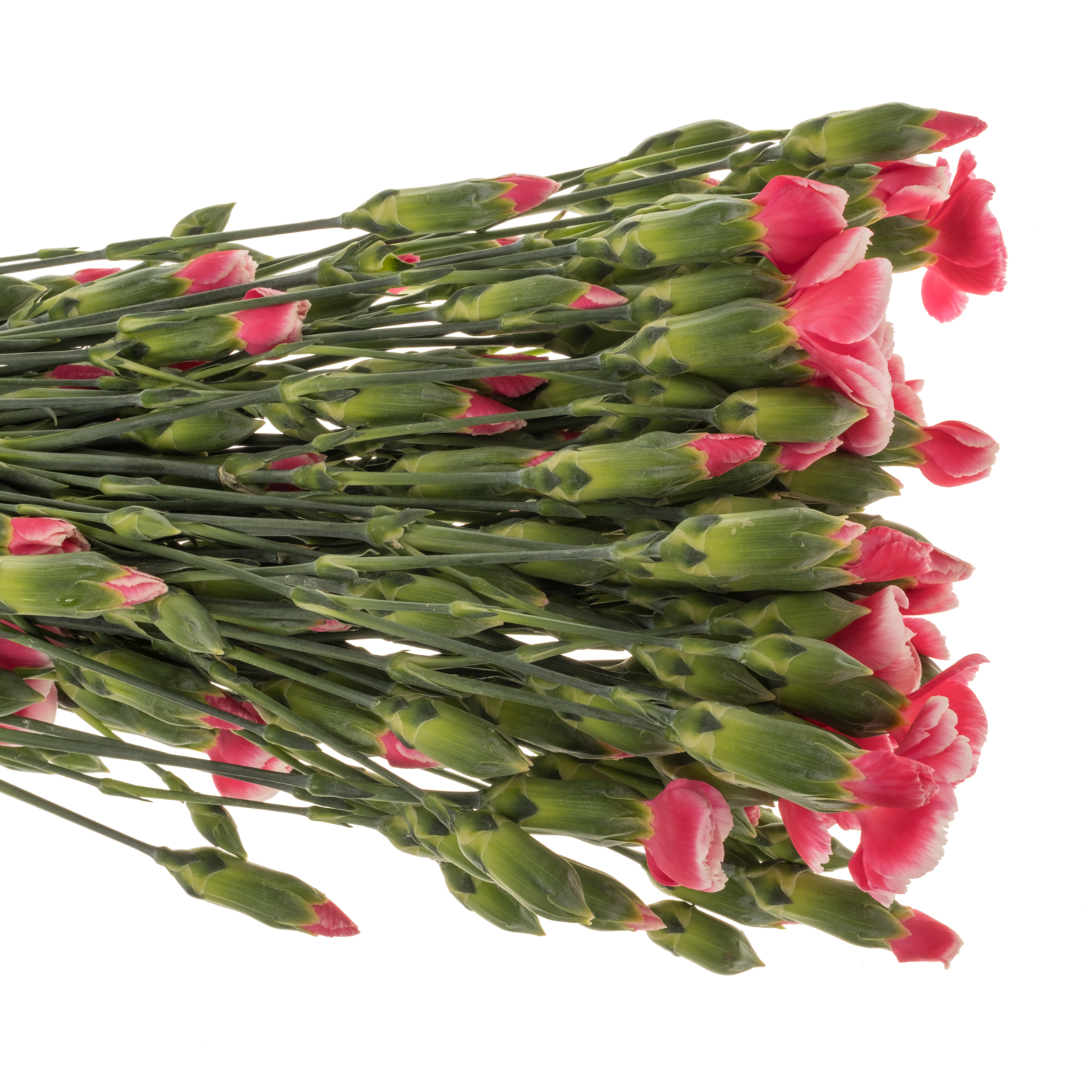 Mininelke rosa/rot Sabor Solomio 60cm