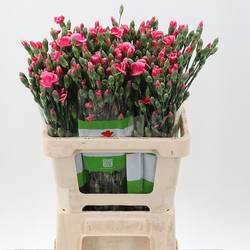 Mininelke rosa/rot Sabor Solomio 60cm X20