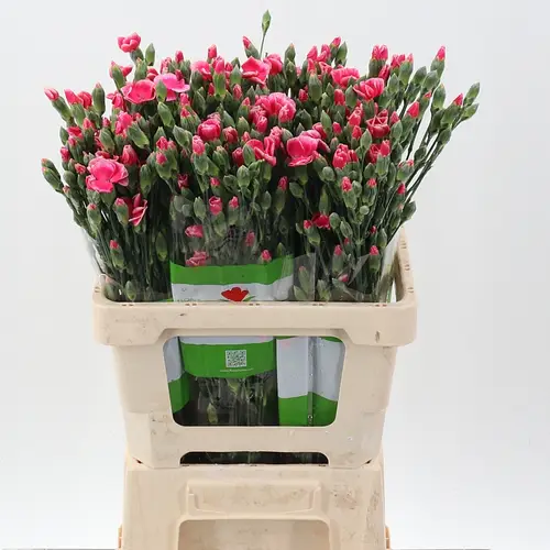 Mininelke rosa/rot Sabor Solomio 60cm X20