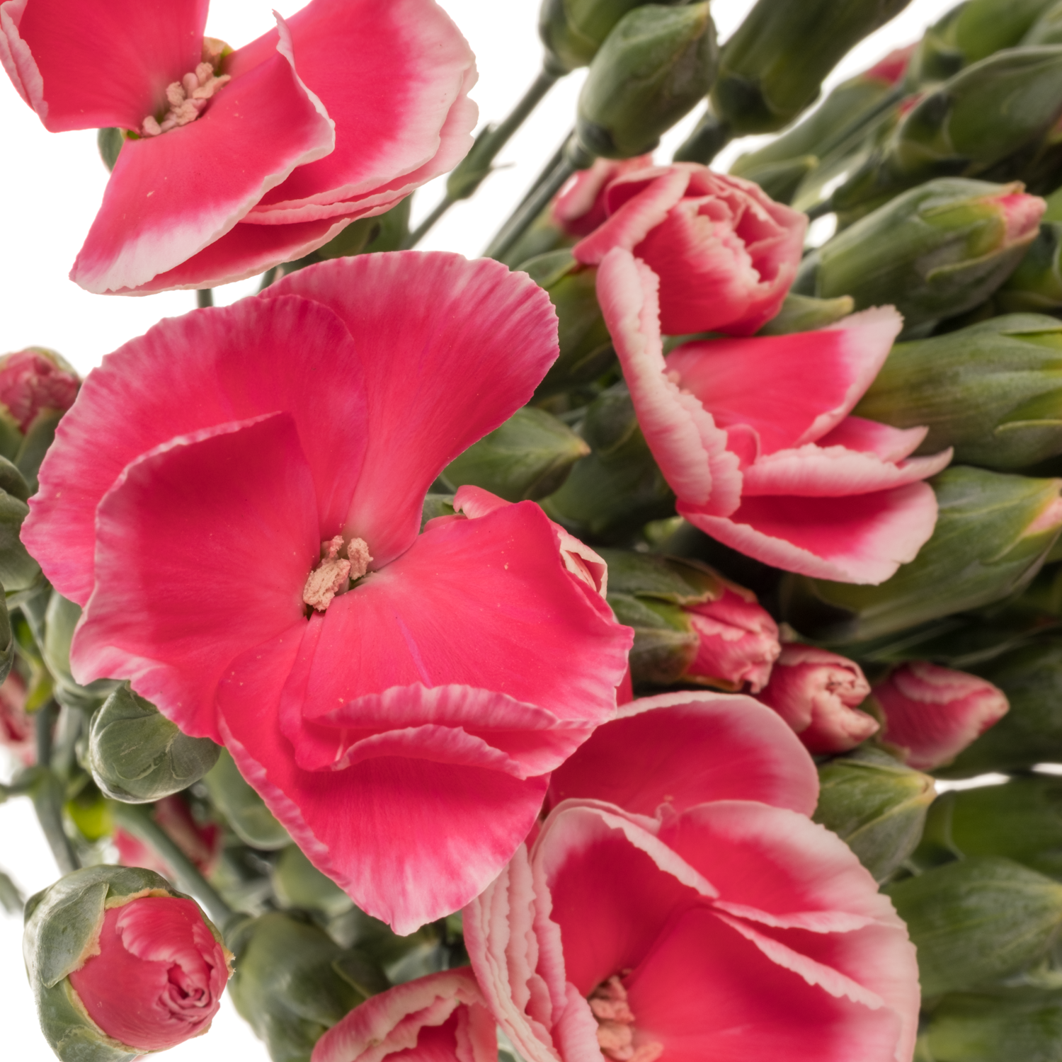 Mininelke rosa/rot Sabor Solomio 60cm