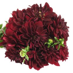Dahlia rot Viking 50cm