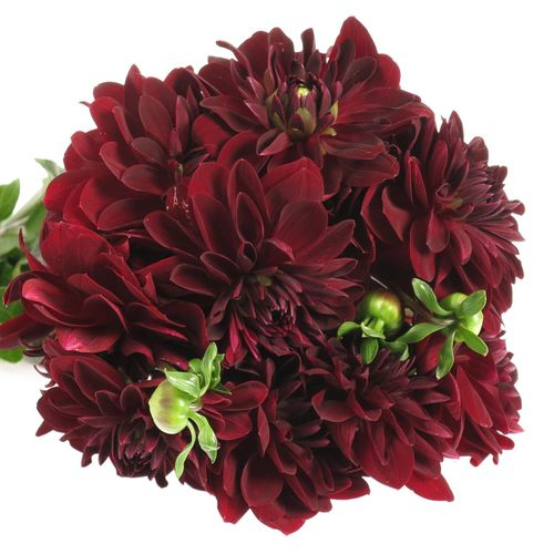 Dahlia rot Viking 50cm