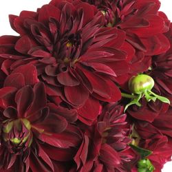Dahlia rot Viking 50cm