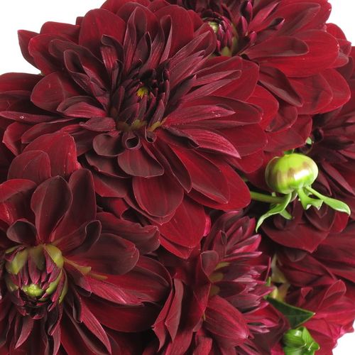 Dahlia rot Viking 50cm