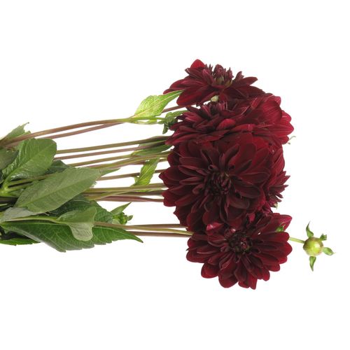 Dahlia rot Viking 50cm