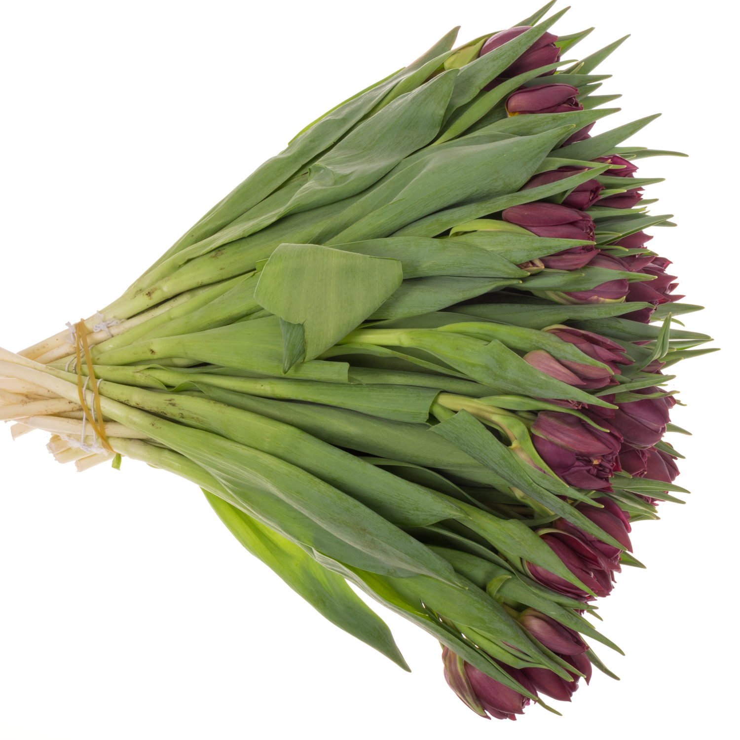 Tulpe lila doppel Bradley Coas Tulip 38 Gramm