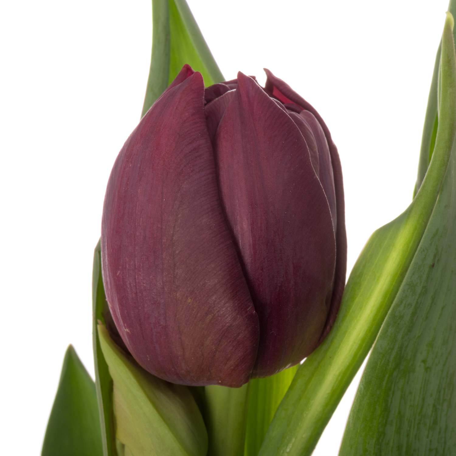 Tulpe lila doppel Bradley Coas Tulip 38 Gramm