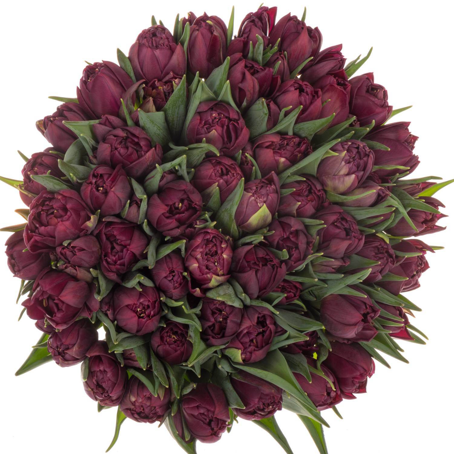 Tulpe lila doppel Bradley Coas Tulip 38 Gramm