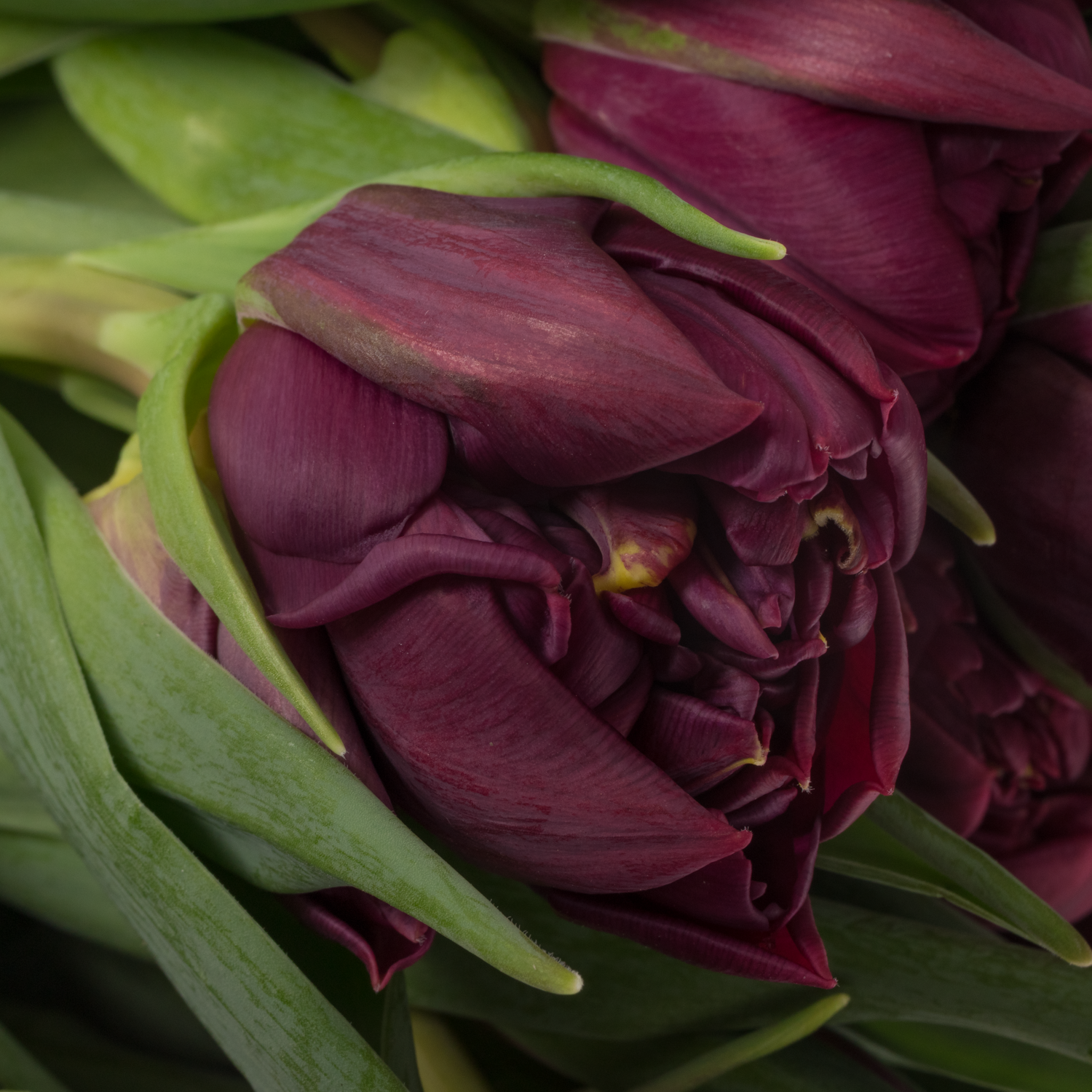 Tulpe lila doppel Bradley Coas Tulip 38 Gramm