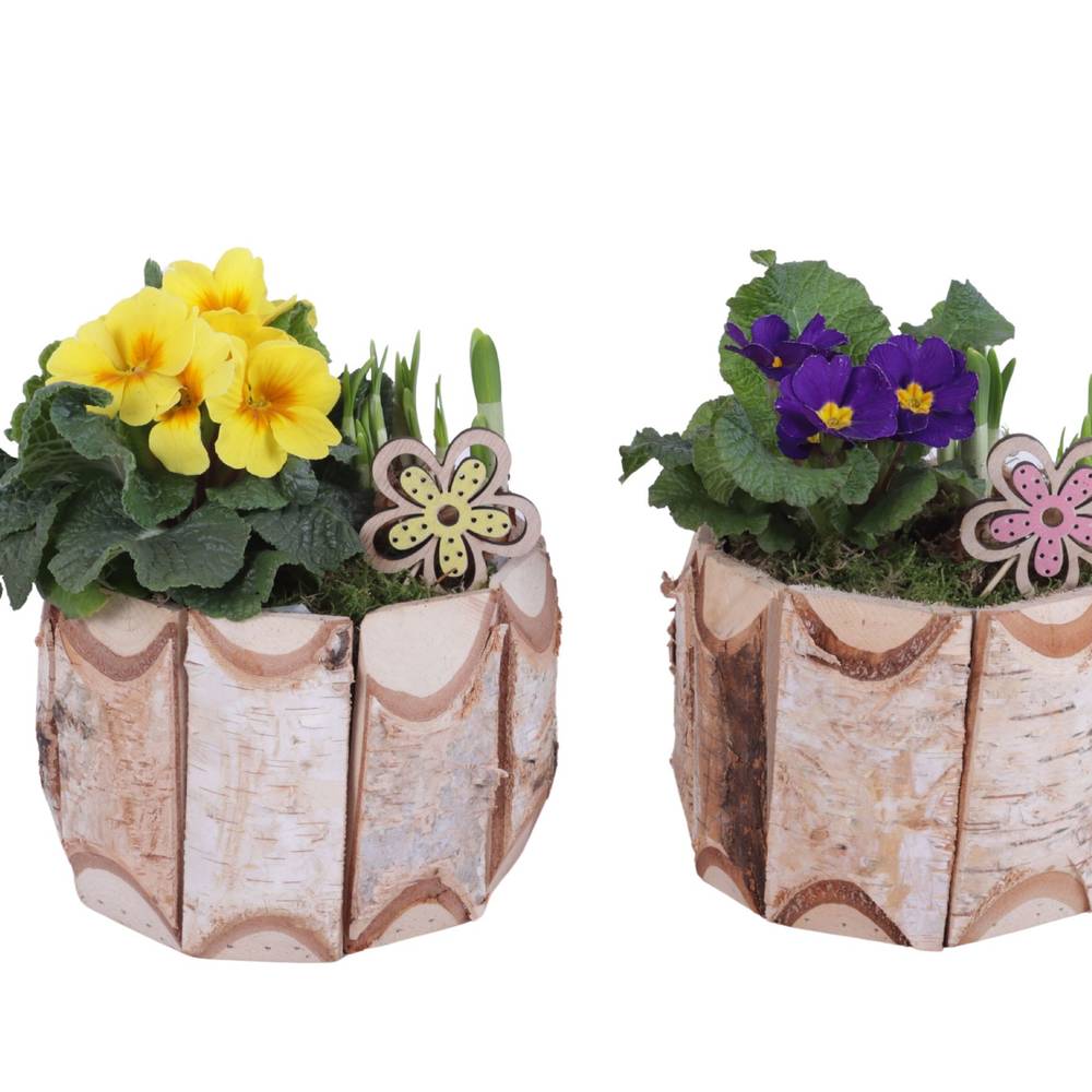 Garten.Arr mix ES617T2292 T17 H025