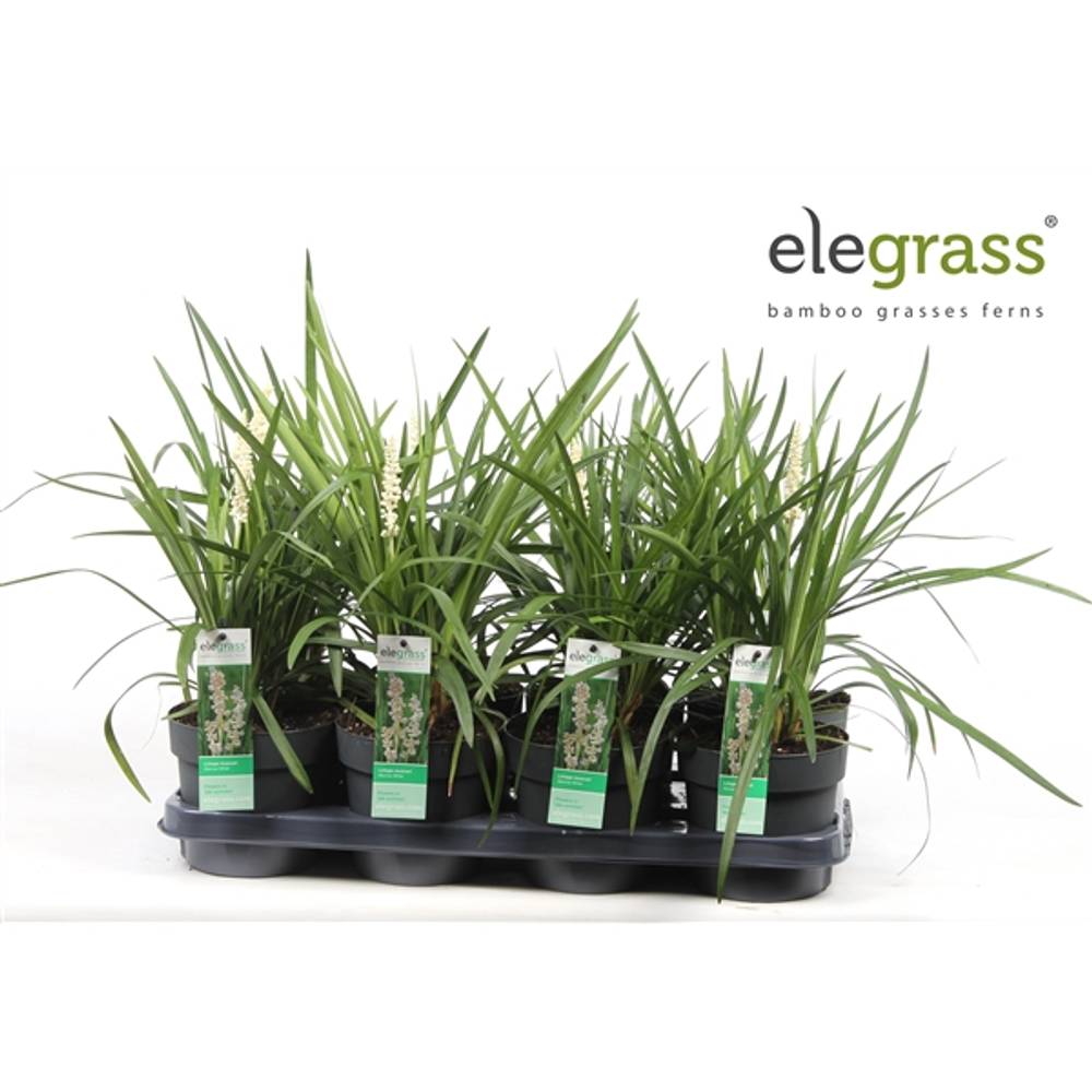 Liriope Monroe weiss T14 H035