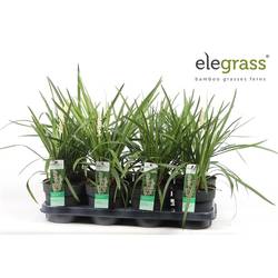 Liriope Monroe weiss T14 H035