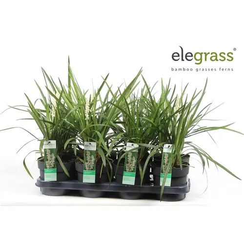 Liriope Monroe weiss T14 H035