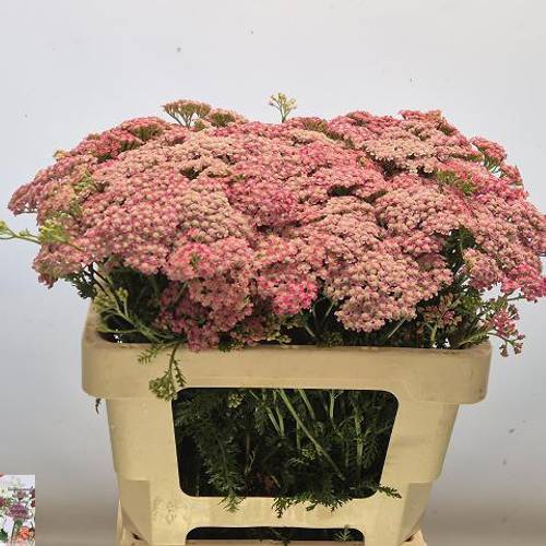 Achillea rosa Bianca Classic 55cm