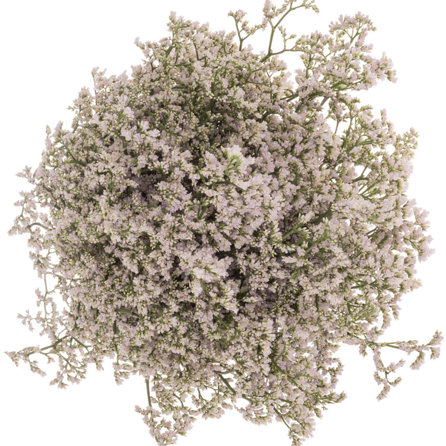 Limonium weiss/hell rosa White Neto 30 Gramm 70cm