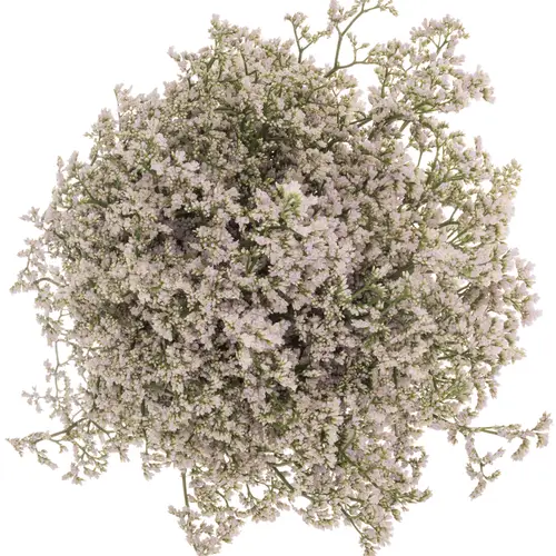 Limonium weiss/hell rosa White Neto 30 Gramm 70cm
