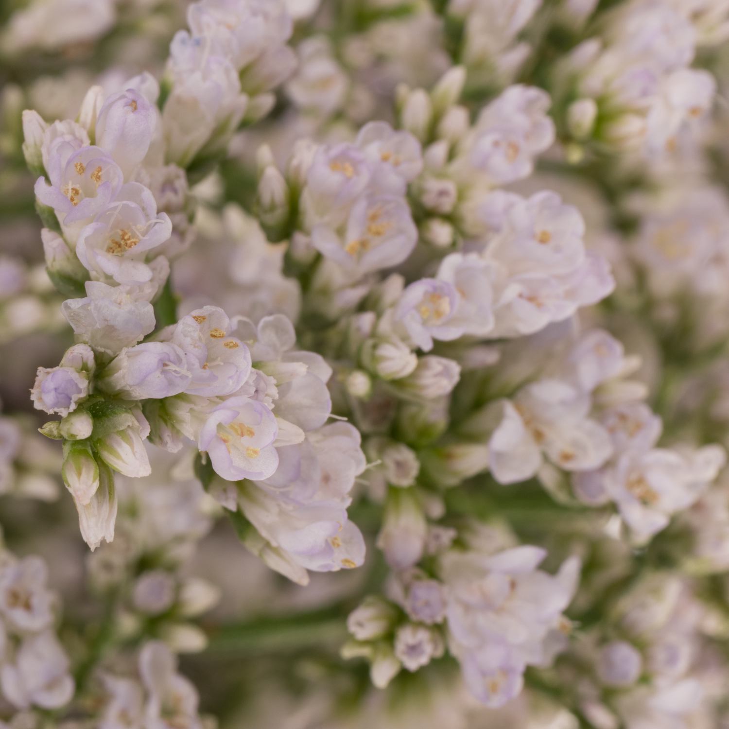 Limonium weiss/hell rosa White Neto 30 Gramm 70cm