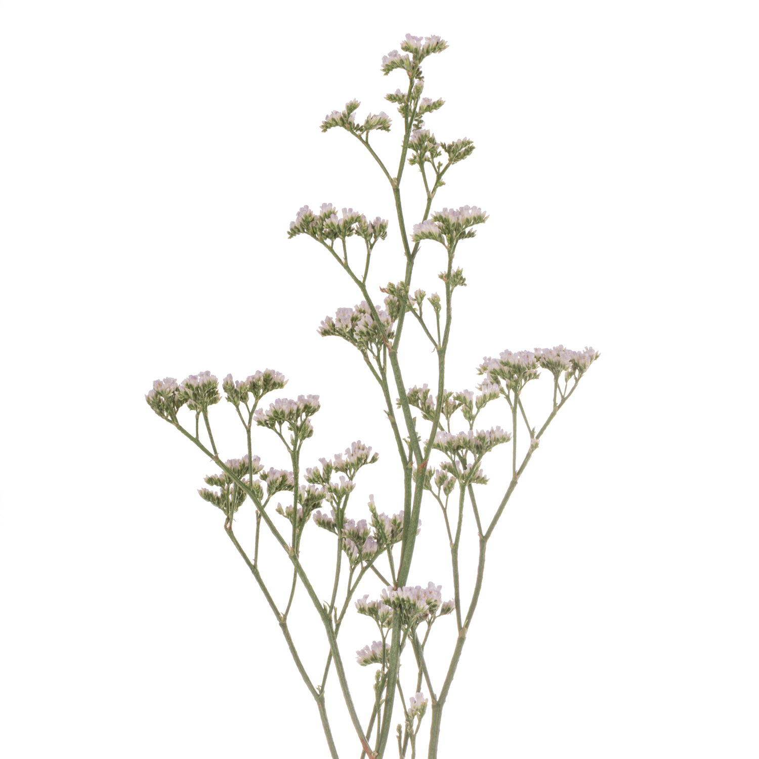 Limonium weiss/hell rosa White Neto 30 Gramm 70cm