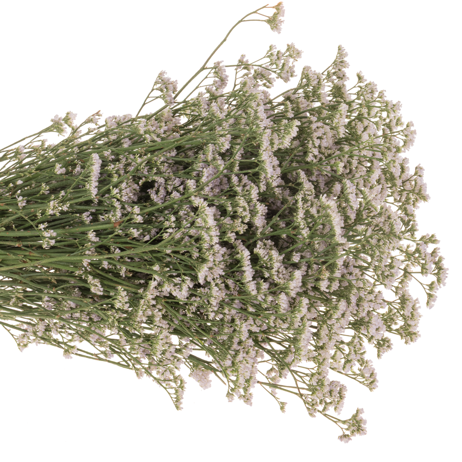 Limonium weiss/hell rosa White Neto 30 Gramm 70cm