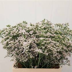 Limonium creme/lila White Neto 30 Gramm 60cm