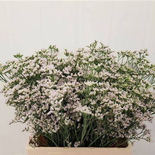 Limonium creme/lila White Neto 30 Gramm 60cm