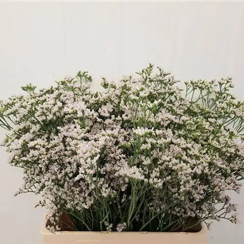 Limonium creme/lila White Neto 30 Gramm 60cm