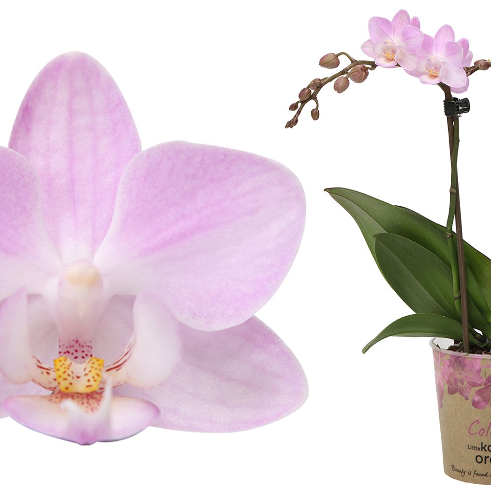 Phal.2-R rosa Poland kolibri T09 H40