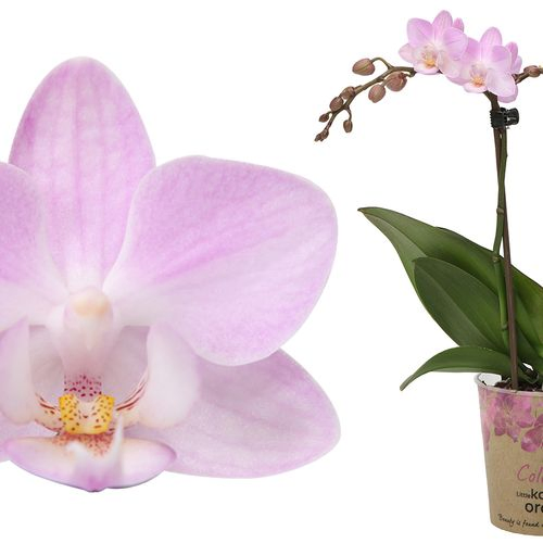 Phal.2-R rosa Poland kolibri T09 H40