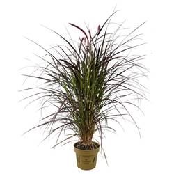 Pennisetum Chelsea T19 H110