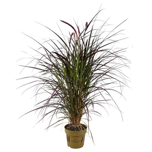 Pennisetum Chelsea T19 H110