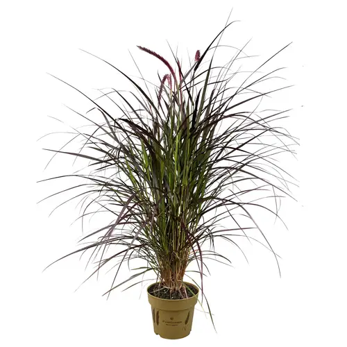 Pennisetum Chelsea T19 H110