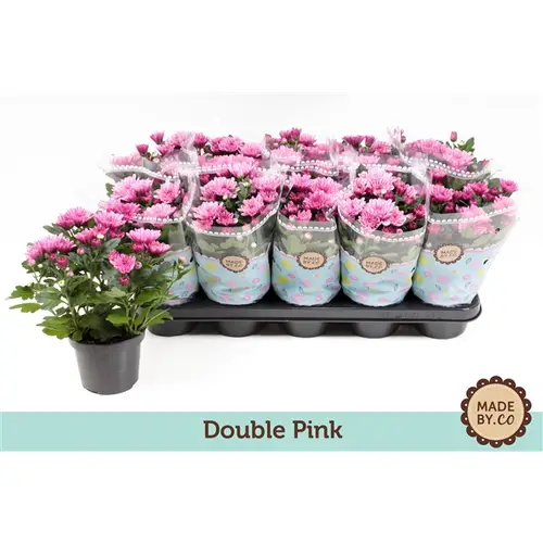 Chrys.rosa Double T12 H25