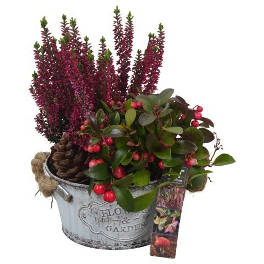 Garten.Arr PTHO4111 Herbst T16 H025