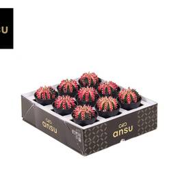 Kaktus mix Gymno Multicolor T07,5 H013
