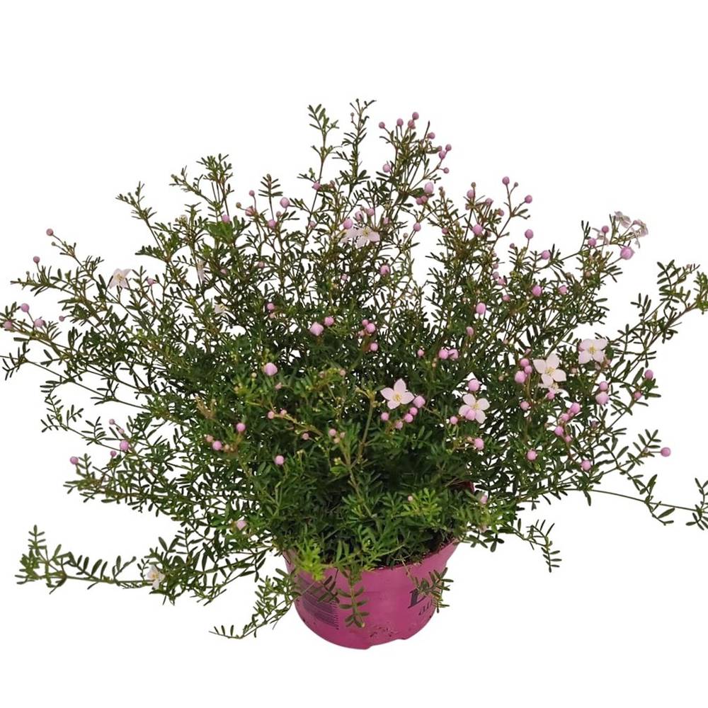 Boronia Anem. rosa Busch T14 H035