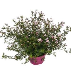Boronia Anem. rosa Busch T14 H035