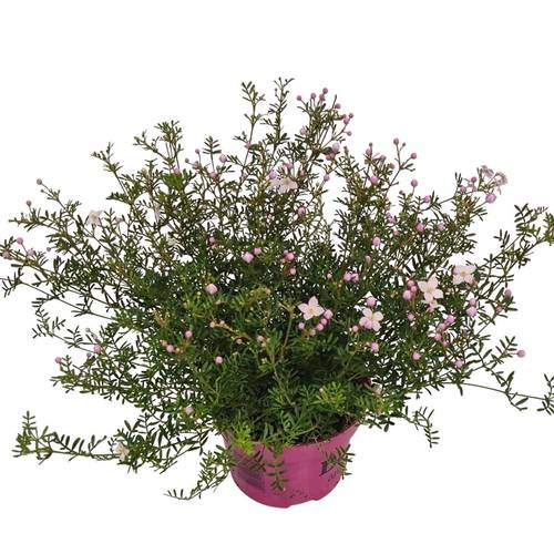 Boronia Anem. rosa Busch T14 H035