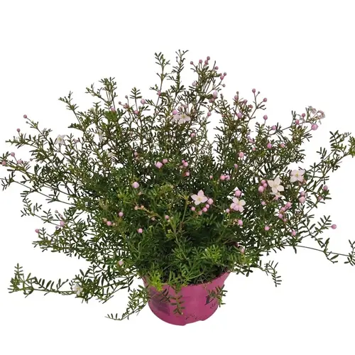 Boronia Anem. rosa Busch T14 H035