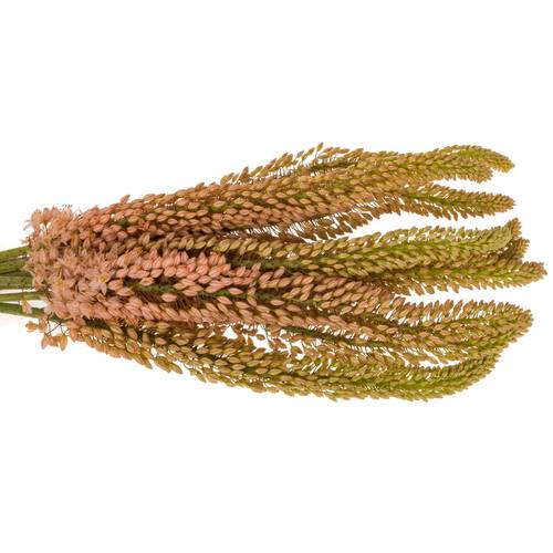 Eremurus rosa oase 90cm