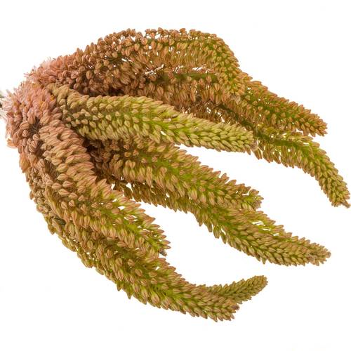Eremurus rosa oase 90cm