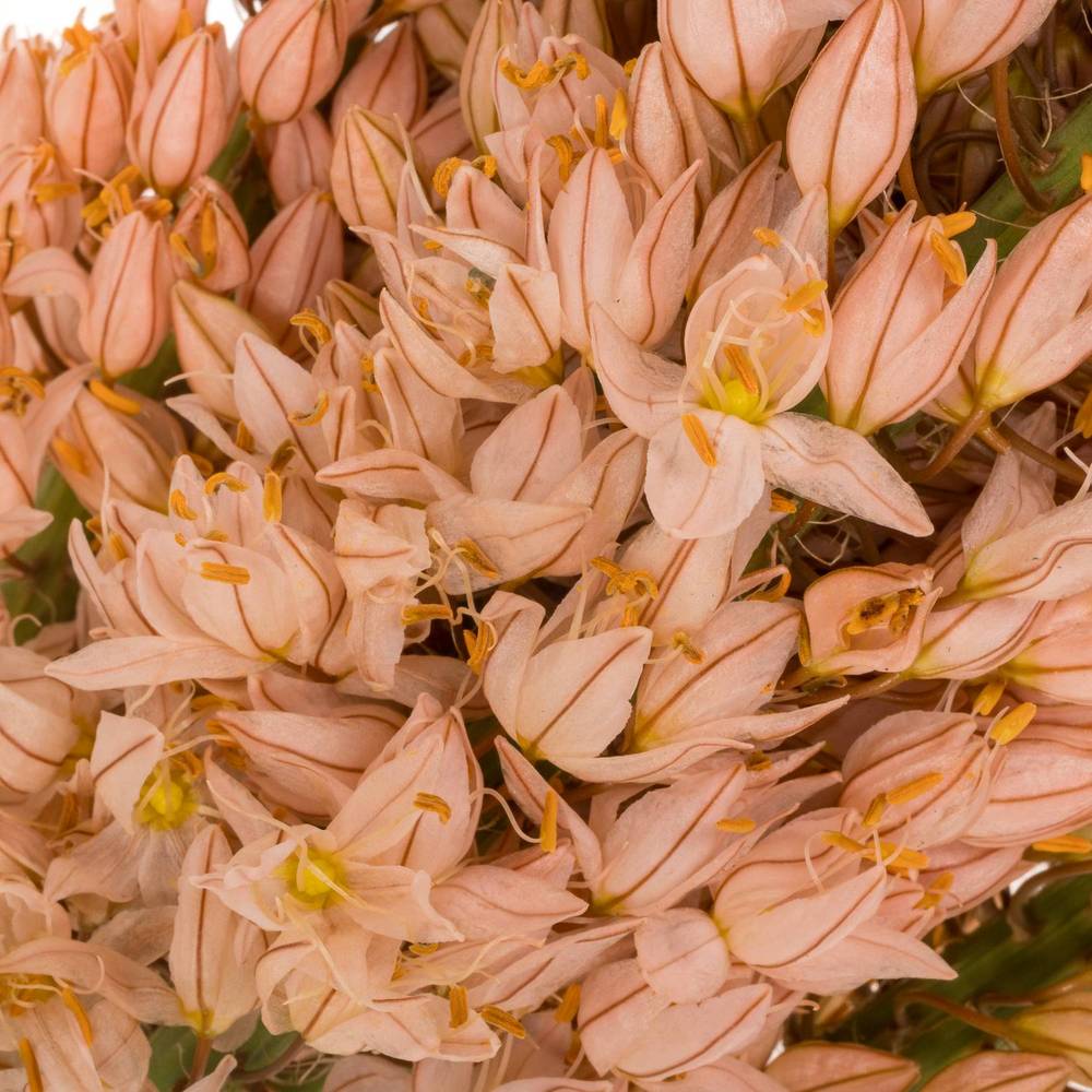 Eremurus rosa oase 90cm