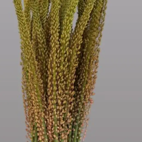Eremurus rosa oase 80cm