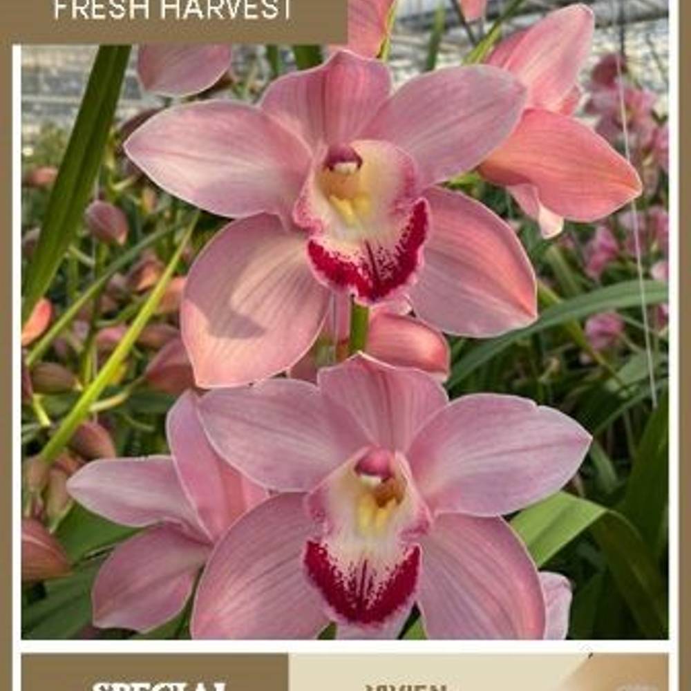 Cymbidium hell rosa Vivien 80cm 13+Blüte