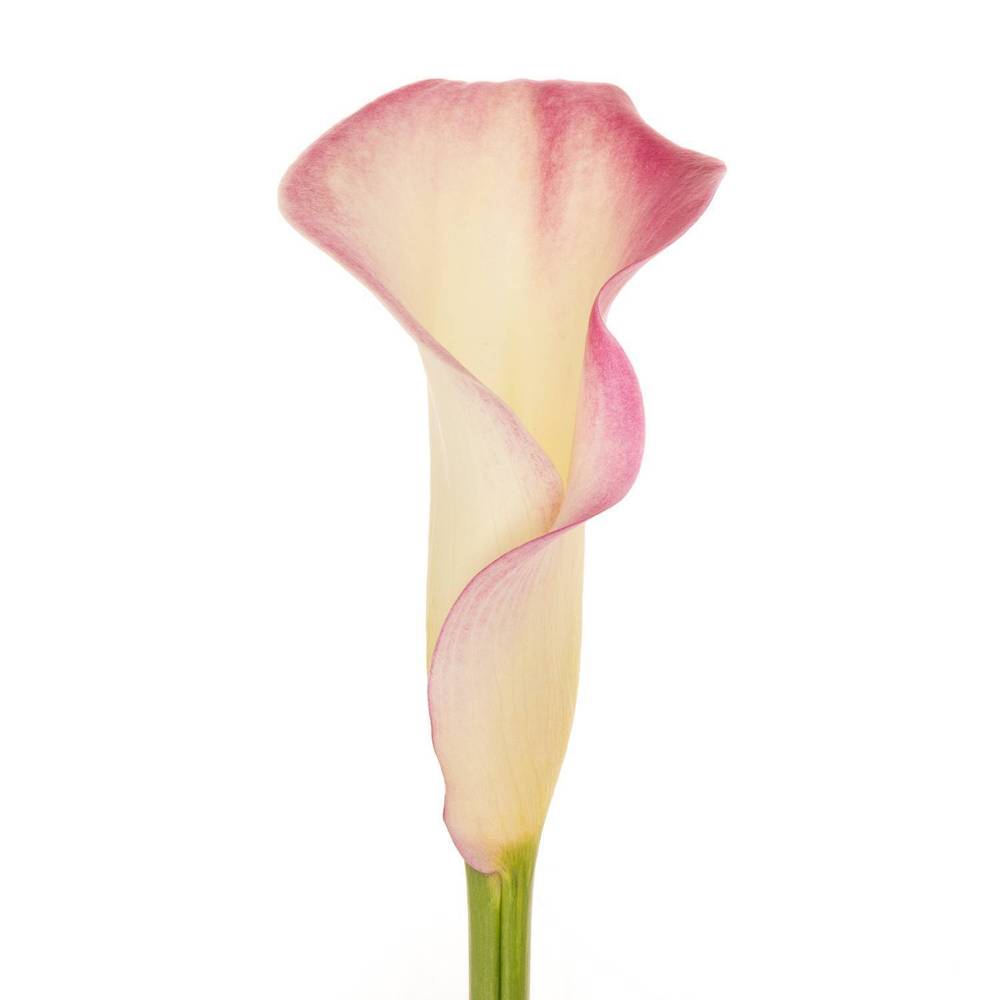 Calla rosa Mario 60cm