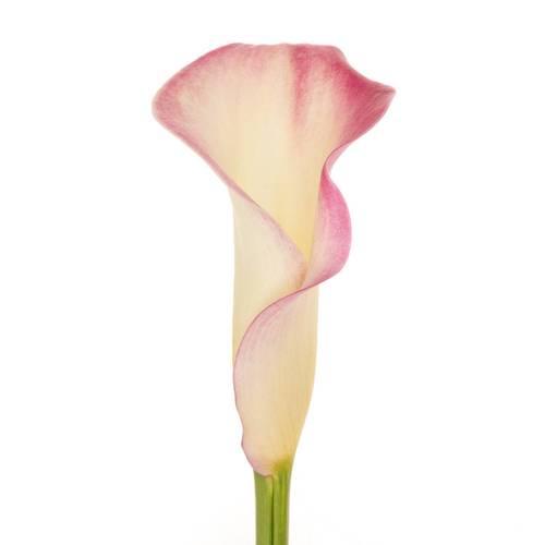 Calla rosa Mario 60cm