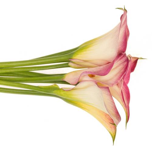 Calla rosa Mario 60cm