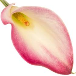 Calla rosa Mario 60cm