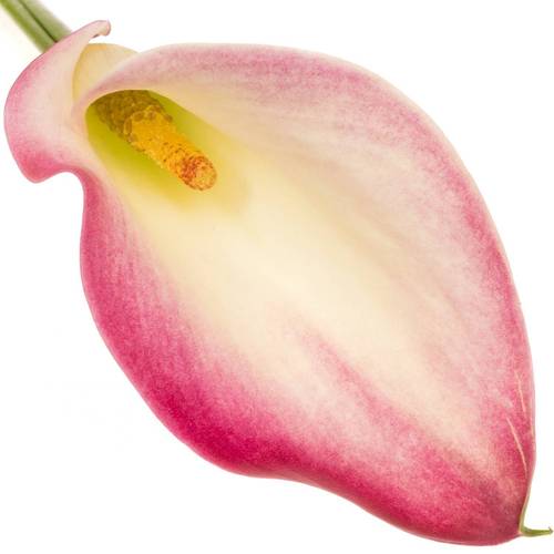 Calla rosa Mario 60cm